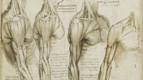 Рисунок Леонардо да Винчи. Анатомия человека