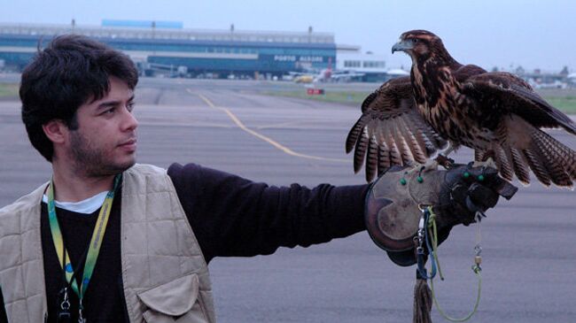 Соколы и ястребы заступили на службу по защите аэропорта от птиц в Бразилии