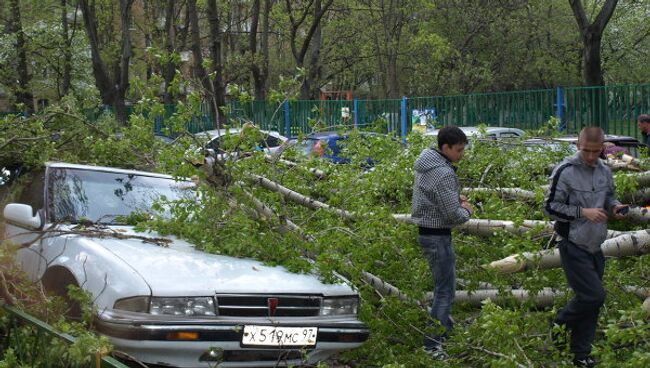 Ураган обрушил дерево на автомобили на востоке Москвы