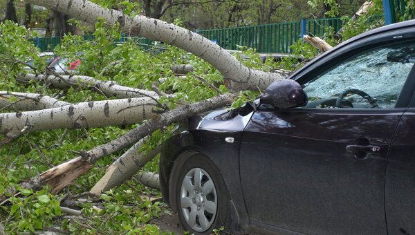 Ураган обрушил дерево на автомобили на востоке Москвы