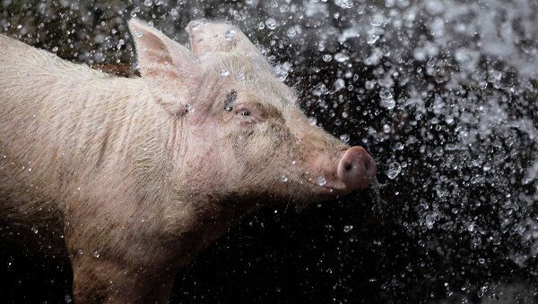 Свинью обливают водой на ферме на окраине Гаваны
