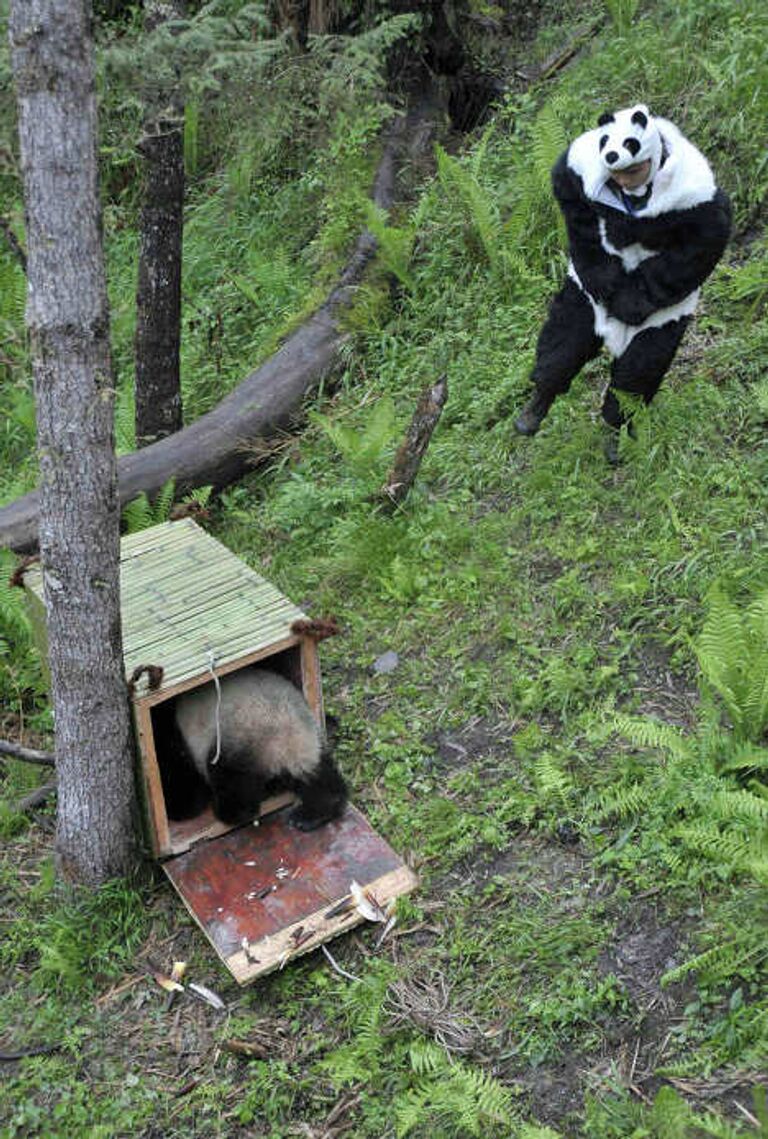 Мужина в костюме панды заманивает панду в клетку для перевозки в Центр охраны дикой природы