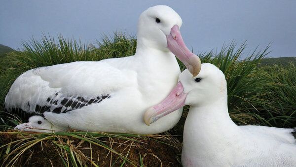 Странствующие альбатросы на архипелаге Южная Георгия