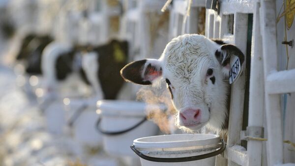 Молочная ферма. Арихвное фото