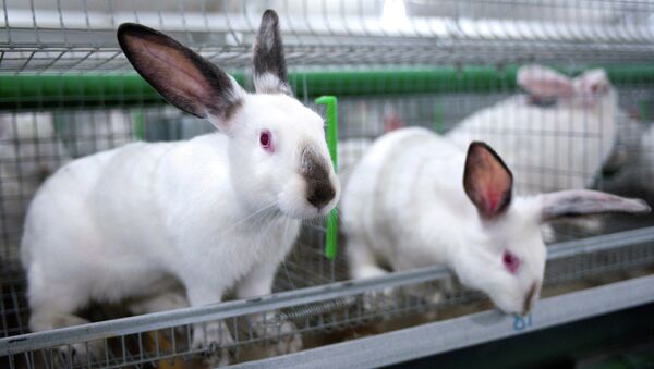 Кролики. Архивное фото