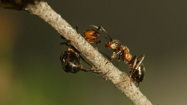 Общение рыжих лесных муравьев