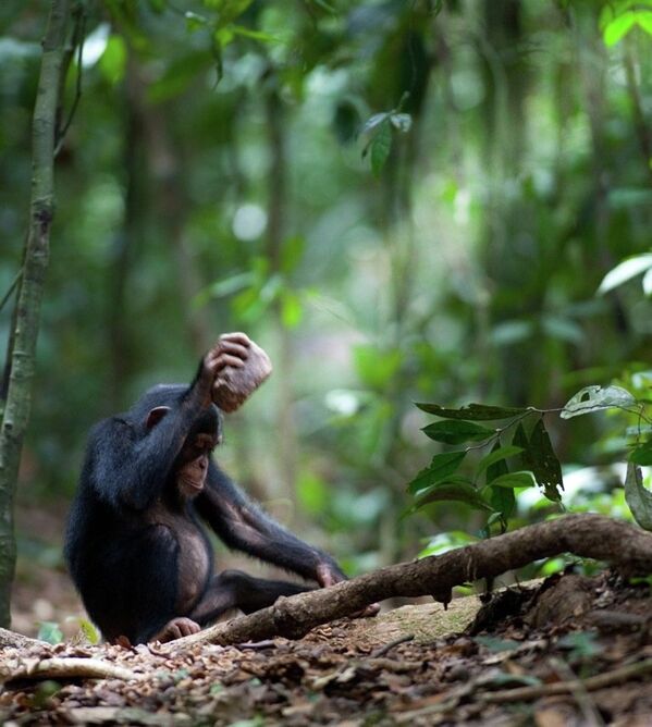 Шимпанзе разбивает орех с помощью камня
