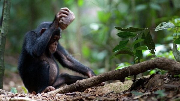 Шимпанзе разбивает орех с помощью камня
