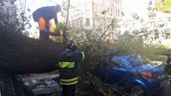 Дерево упало на машину и оборвало троллейбусные провода в центре Москвы