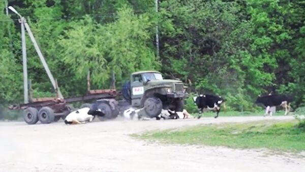 Шесть коров погибли под колесами лесовоза в Пензенской области