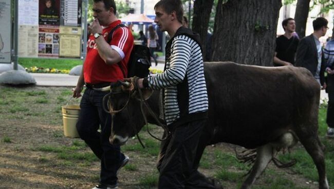 Оппозиция Чистые пруды корова