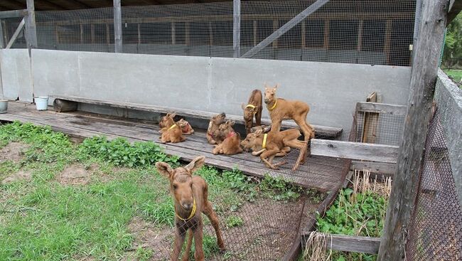 Юбилейный тысячный лосенок родился на Сумароковской лосиной ферме под Костромой