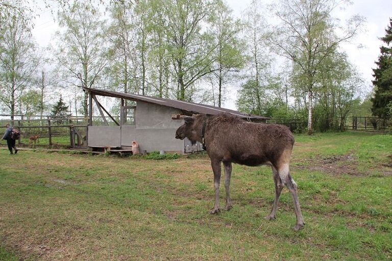 Юбилейный тысячный лосенок родился на Сумароковской лосиной ферме под Костромой