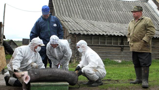 Вспышка африканской чумы свиней в Новгородской области. Архивное фото