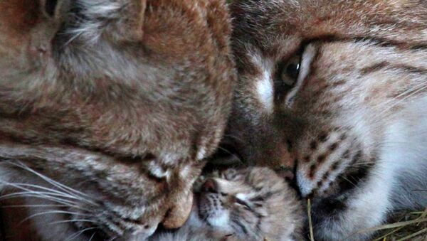 Детеныши рыси появились на свет во владивостокском зоопарке
