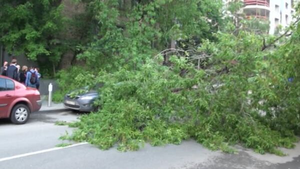 Дерево упало на припаркованную машину в центре Москвы