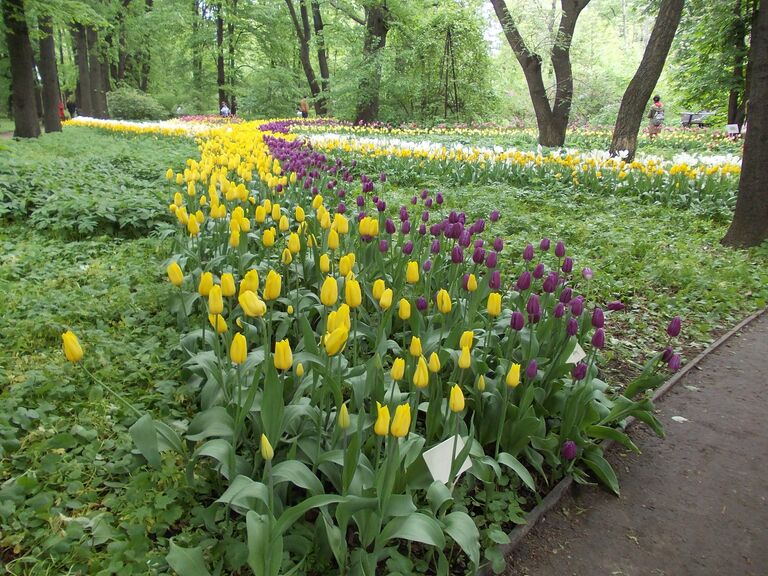 Тюльпаны в Аптекарском огороде