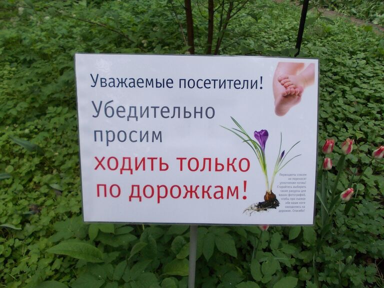 Тюльпаны в Аптекарском огороде