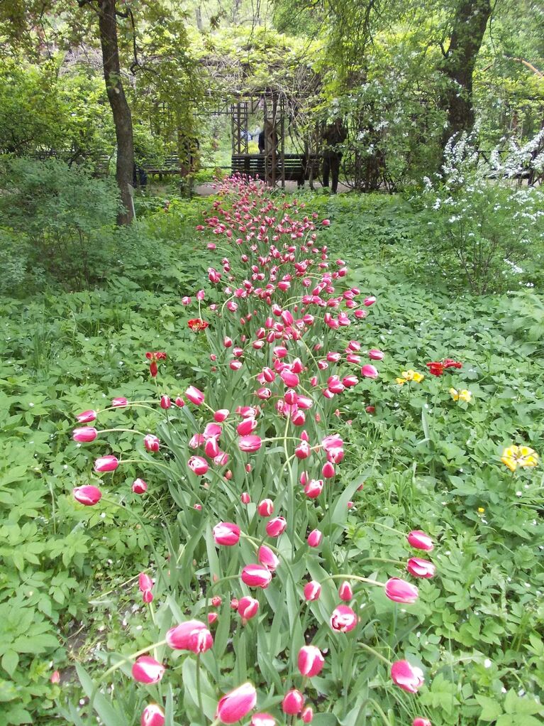 Тюльпаны в Аптекарском огороде