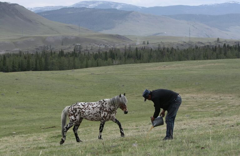 Разведение лошадей в Улаганском районе республики Алтай