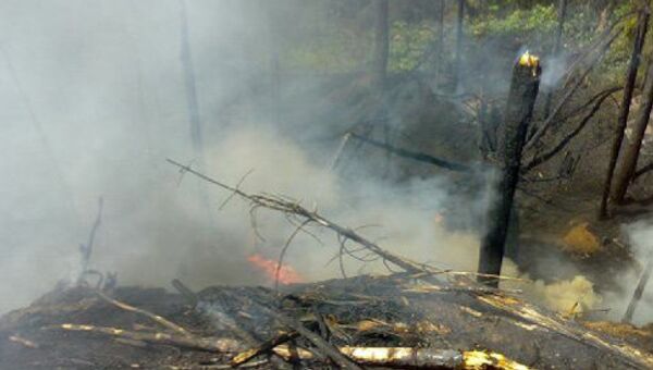 Лесной пожар в Ногинском районе Подмосковья