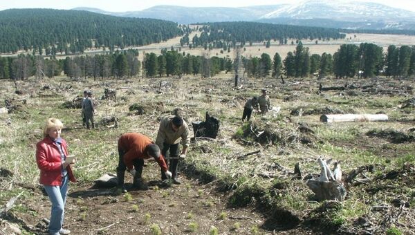 Полмиллиона хвойных деревьев высадили экологи в Горном Алтае за две недели