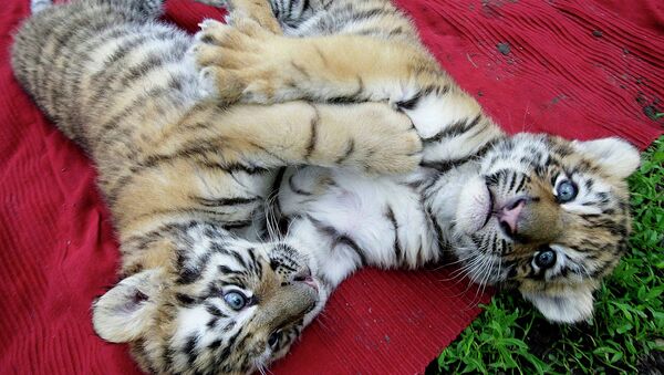  Сибирские тигрята играют в зоопарке Будапешта 