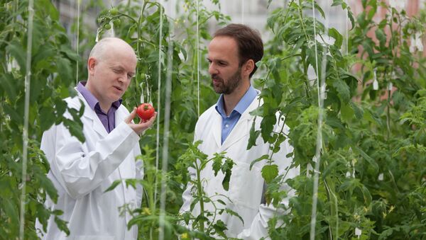 Участники коллаборации The Tomato Genome Consortium собирают образцы томатов в теплице