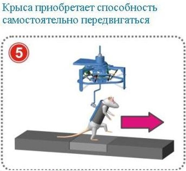 Так крысы-паралитики приобрели способность самостоятельно ходить, бегать и прыгать