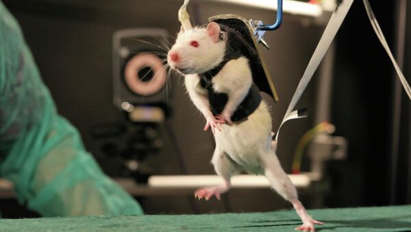 Крыса-паралитик тренирует свои нервные клетки при помощи робота-тренажера