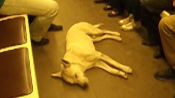 Бездомный пес самостоятельно путешествует по московскому метро