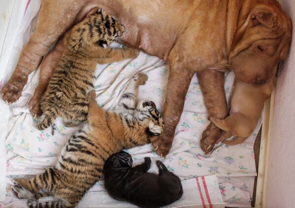 В Сочи собака выкармливает тигрят, от которых отказалась мать