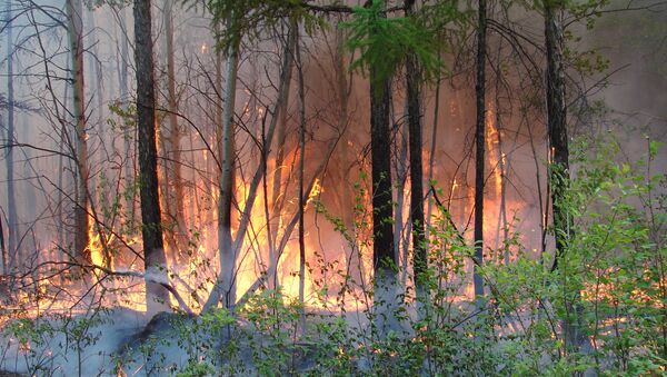 Лесные пожары в Туве