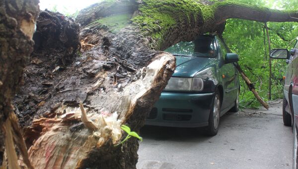 Упавшее дерево придавило четыре автомобиля на западе Москвы
