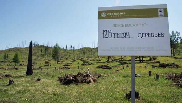 Посадки хвойных деревьев в Горном Алтае