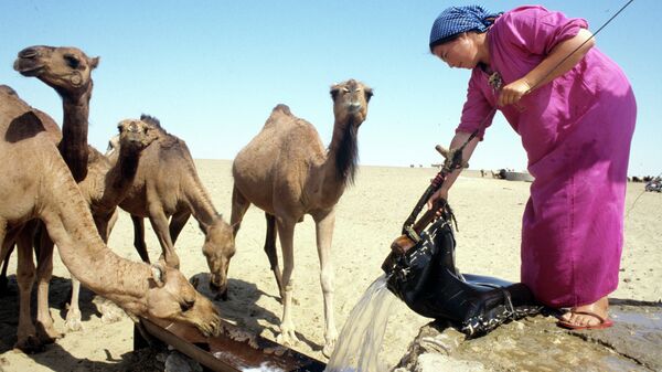 Верблюды на водопое в пустыне Каракумы, Туркмения