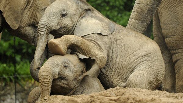 Обреченные на гибель в Африке слоны прибыли в Мексику