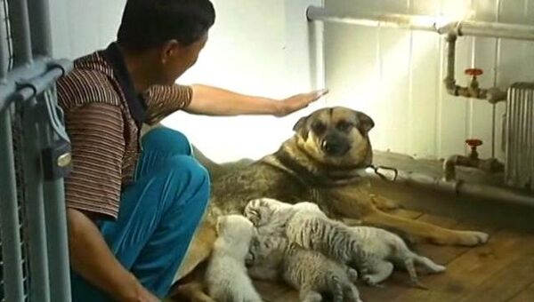 Собака кормит четырех новорожденных тигрят