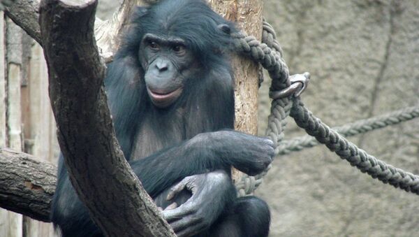 Самка бонобо по кличке Улинди из Лейпцигского зоопарка пожертвовала свое ДНК на развитие науки
