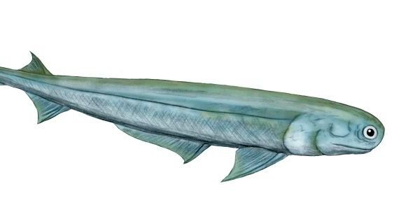 Древняя колючкозубая рыба Acanthodes bronni была дальним родственником общего предка всех челюстных позвоночных