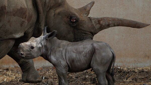 В Израиле родился белый носорог
