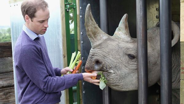 Принц Уильям кормит носорога в парке диких животных Порт Лимпен, Южная Англия