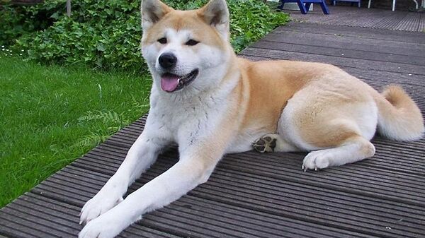 Собака породы Акита-ину. Архивное фото
