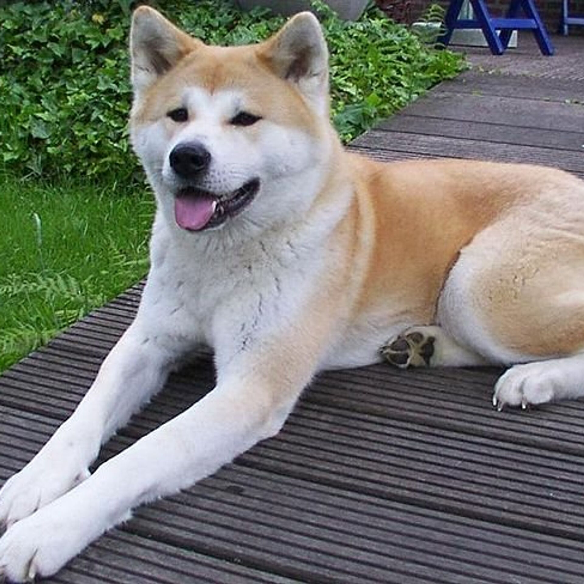 Ответы natali-fashion.ru: Какая порода собак считается национальным достоянием Японии?