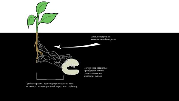 Грибки-паразиты из рода Metarhizium обменивают часть добычи на углеводы в корнях растений