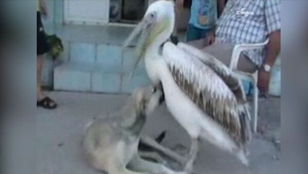 Белый пеликан играет с собакой