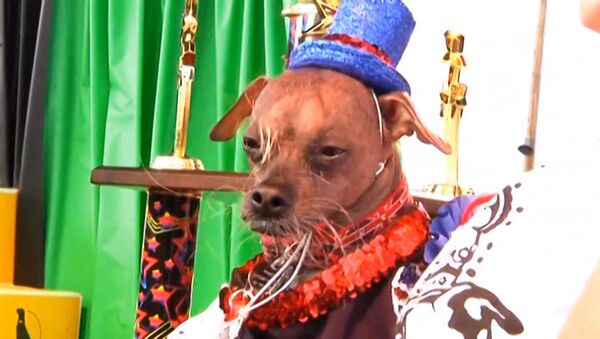 Самая уродливая в мире собака Магли и ее конкуренты на конкурсе в США