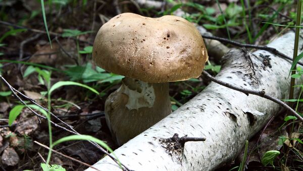 Жители Подмосковья открыли грибной сезон