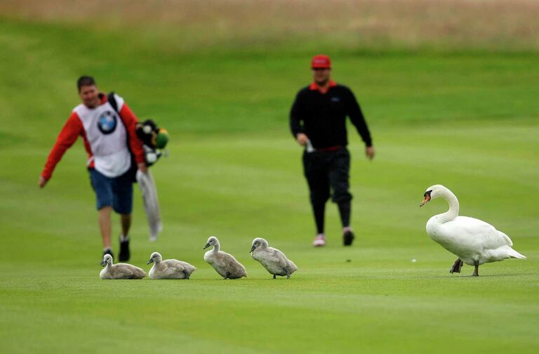 Cемья лебедей случайно помешала финалу чемпионата по гольфу International Golf Open в городе Пульхайм близ Кельна. 