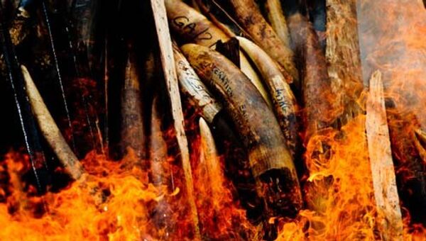 Власти Габона публично сожгли более 1,2 тонны бивней слона